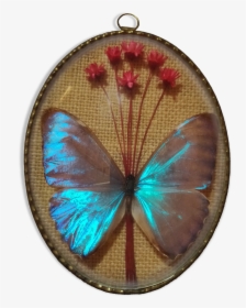 Frame Butterfly Morpho Aureola   Src Https - Lycaenid, HD Png Download, Transparent PNG